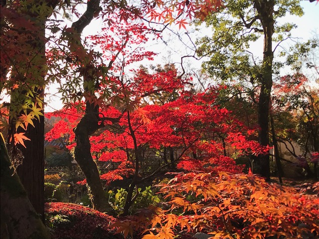 京の秋1.jpg