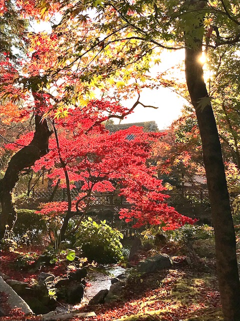 京の秋2.jpg