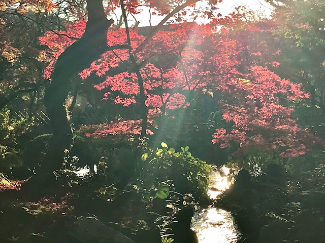 京の秋5.jpg