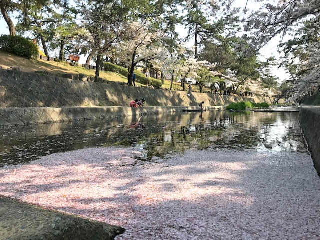 桜10.jpg