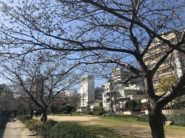 西宮桜1.jpg